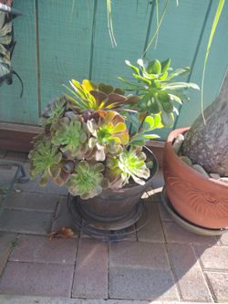 Suculentas In A Plastic Barrel 