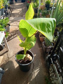 Plant for sale