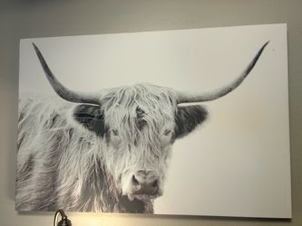 Cow canvas