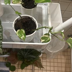 Variegated Pothos Starter With Pot