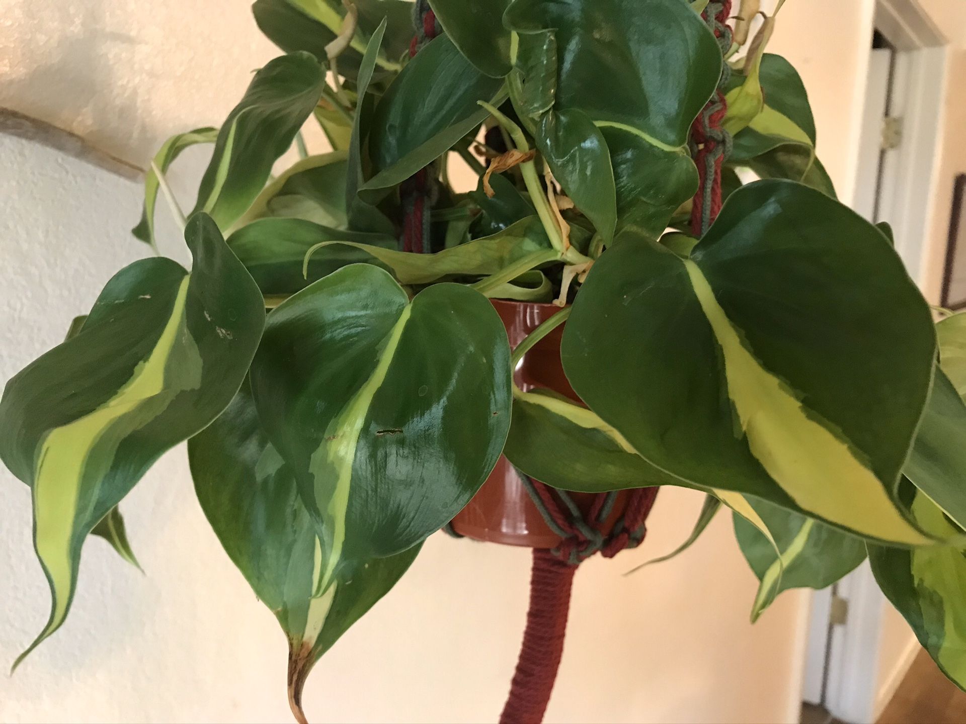 Indoor plants (Philodendron Brasil cuttings)