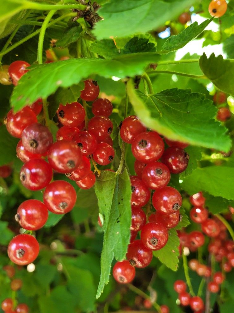 Redcurrant Plants 