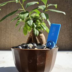 Ficus Bonsai Tree  Outdoor and Indoor plant 