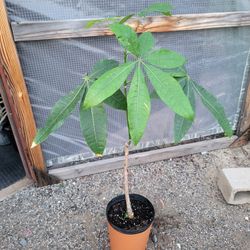 Money Tree Plant 10" Pot