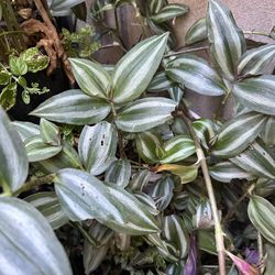 Planta esta en el suelo