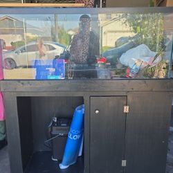 55 Gallon Aquarium /set Up 