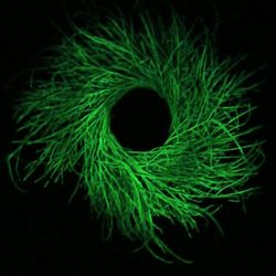  Glow In The Dark Wreath