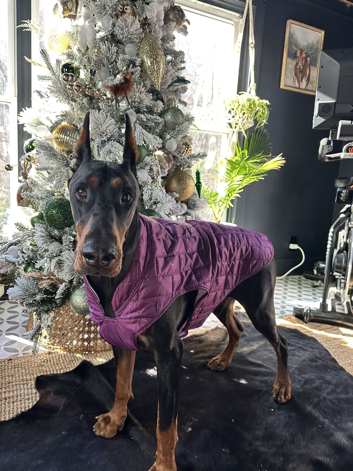 NEW Kurgo Dog Coat Size XL