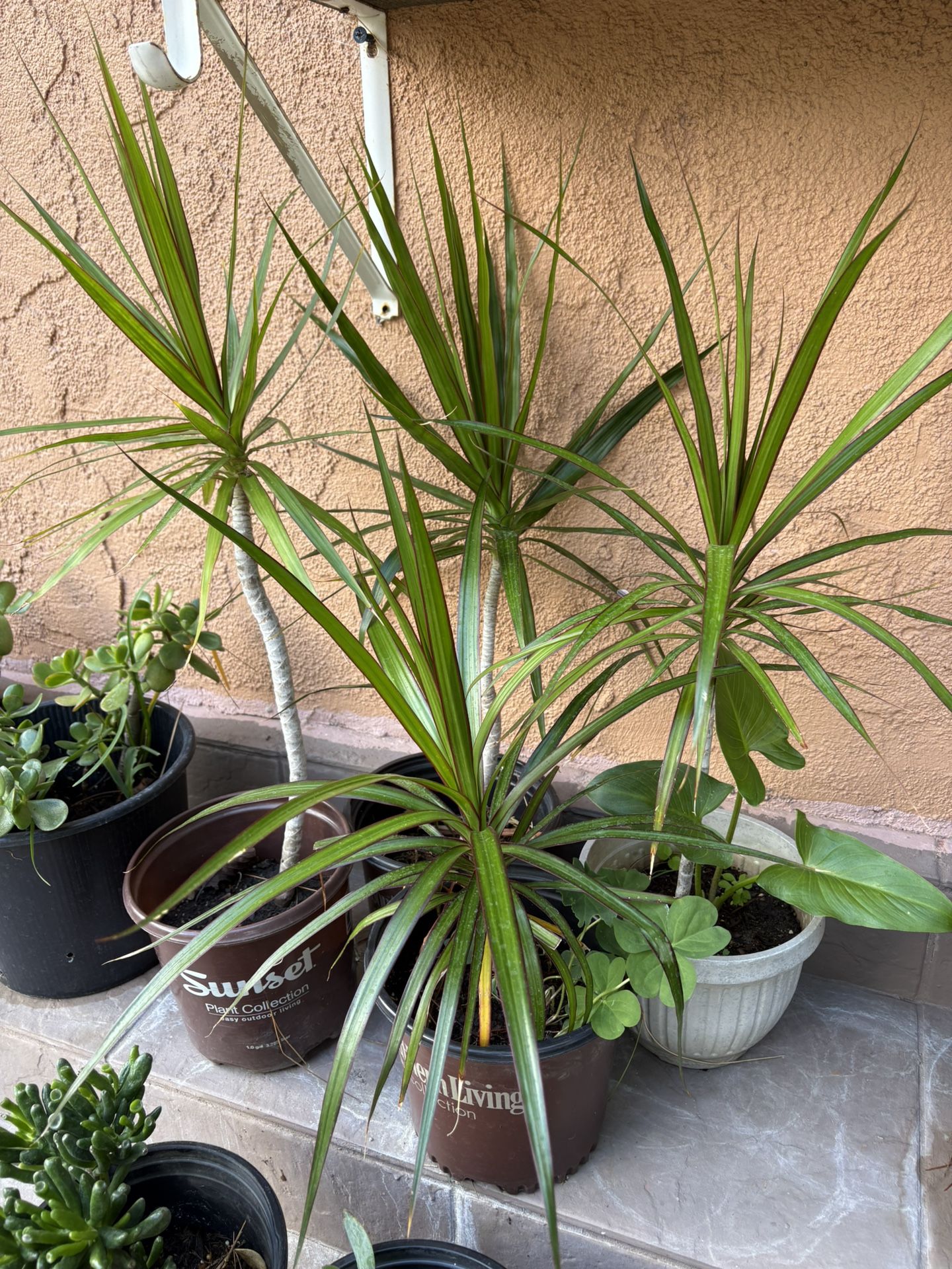 Plants