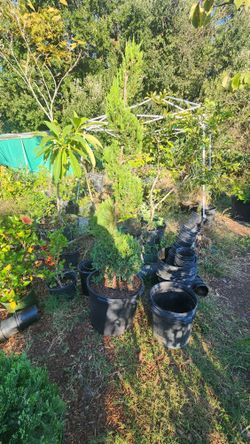 Spiral Tree