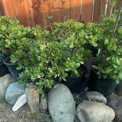 Large Jade Crassula Ovata
