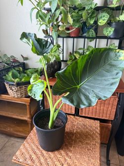 Alocasia Plant 3 Gallon Pot Large Tropical Houseplant Lush Indoor Live Plant Home Decor