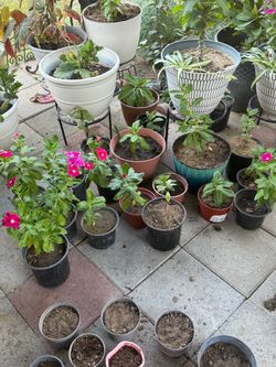 Periwinkles/ Vincas