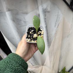 Hoya NOID - 3.5” Pot - Rooted In Pon