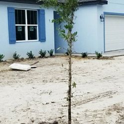 Young Oak Trees. Typically 1" Caliper 7-8 Ft Tall.