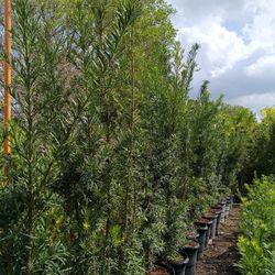 Tall Podocarpus 15gl 6ft $45