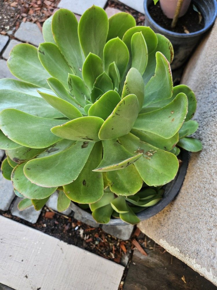 5 Gallon Pot Succulent. Moving Sale
