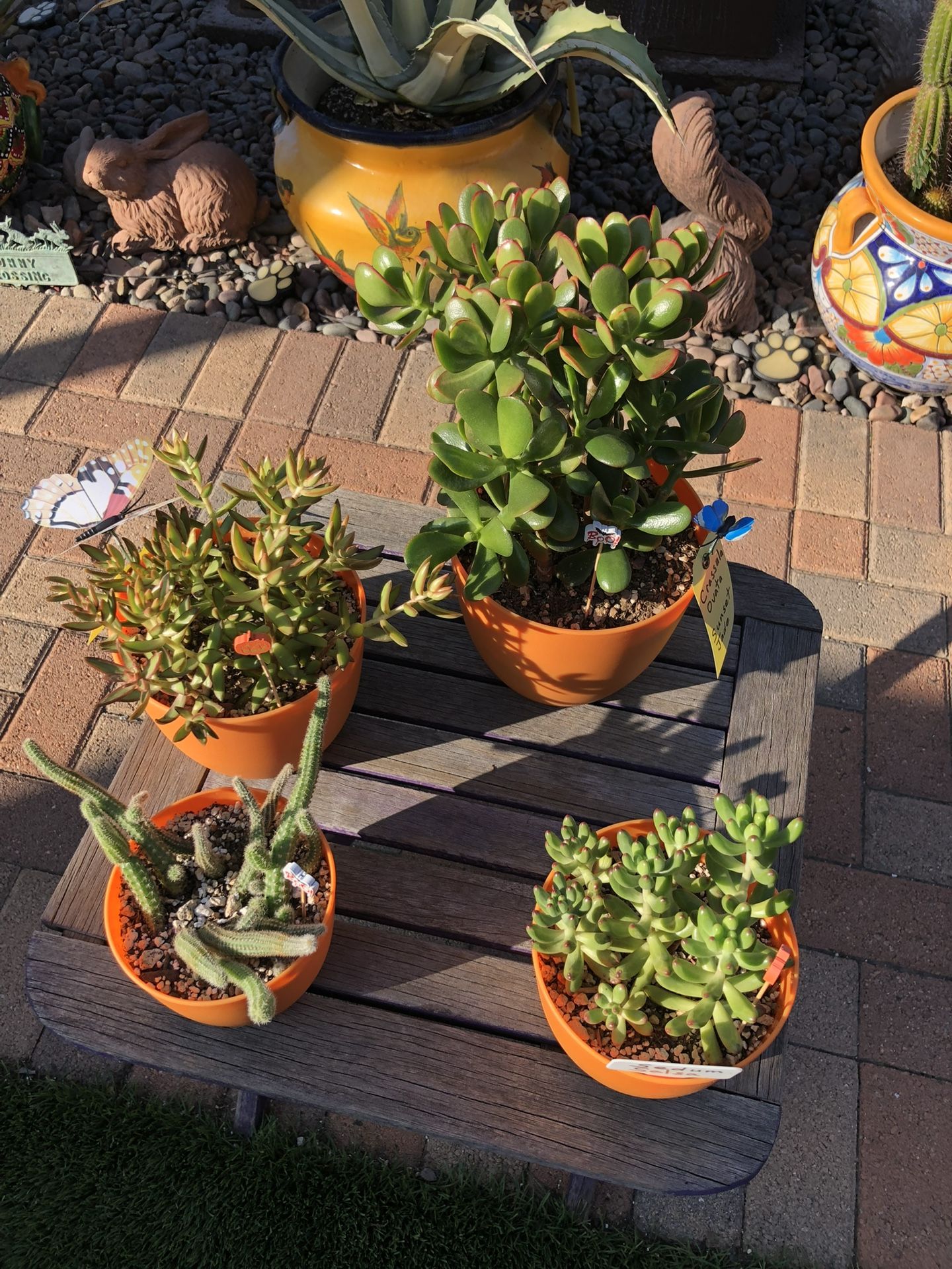 A Variety Of Succulent Plants @ $5.00 Each