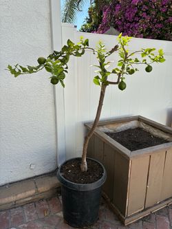 Potted Mature Lemon Tree 11 Years Old