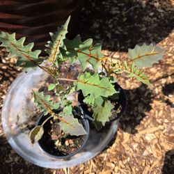 Unique Plants