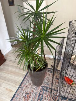 Plant for Sale – Dracaena (Madagascar Dragon Tree)