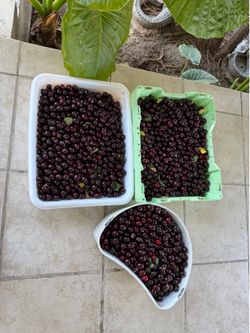 Cherries fresh