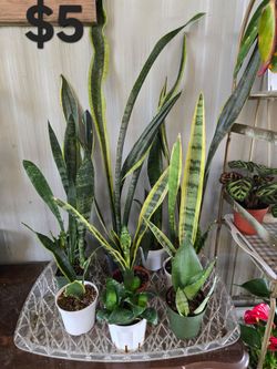 Snake plants
