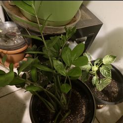 🌿 ZZ Plant + Philodendron Birkin Bundle 🌿