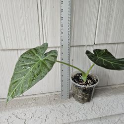 Alocasia Regal Shield Plant (Elephant Ear)
