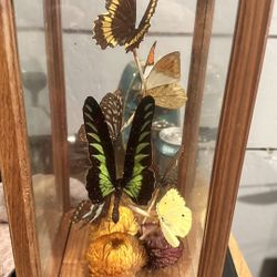 Butterfly Taxidermy Display