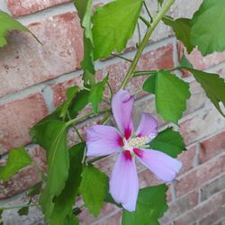 Althea Plant 