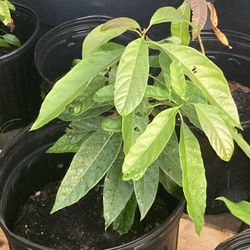 Avocado Plants 