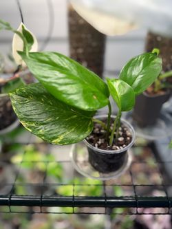 Golden Pothos Variegated Live Plant Cutting