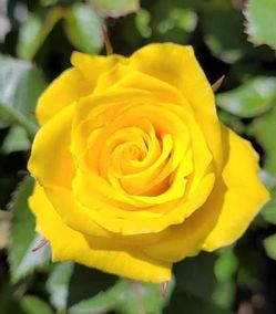 🌹 Sunsprite Rose – 5 Gallon 🌹