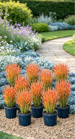 10 of 16-24” Beautiful Red FireStick Firesticks Plant In A Pot, Pencil Plant Succulent $15 each, 10 for $100