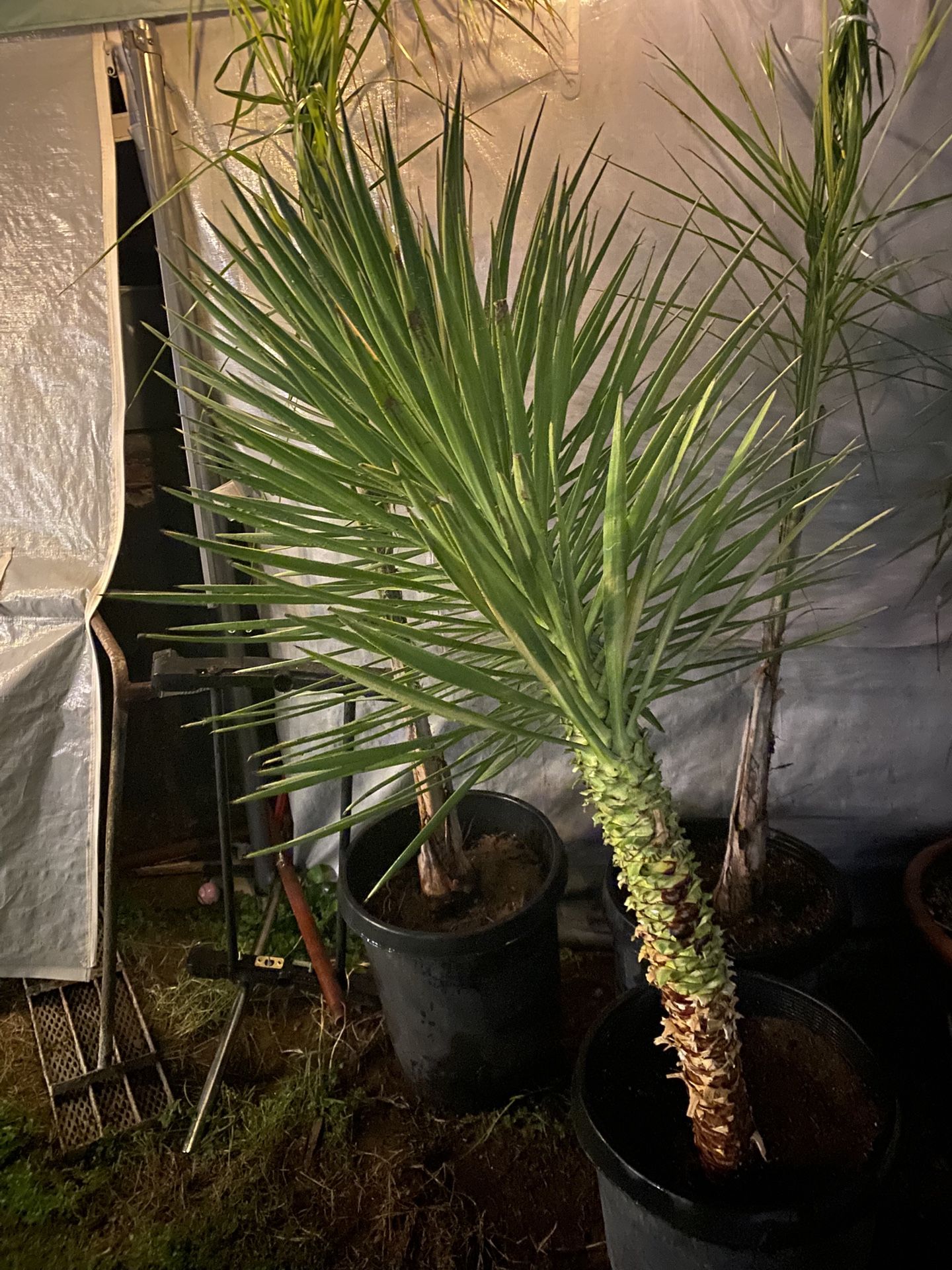 Yucca Plant
