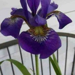 Lovely Siberian Iris Perennial Plants 