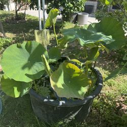 Pink Lotus Flower Plant 