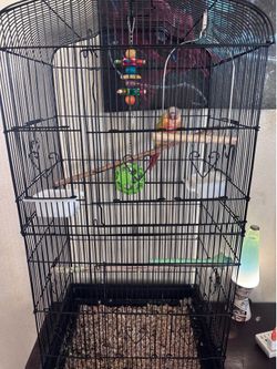 Birdcage and bird