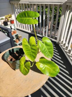 Philodendron for Sale