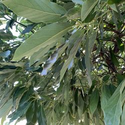 Aguacate Leaves/ Hojas De Aguacate