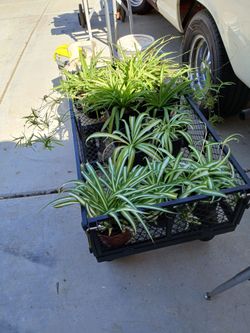 Plants