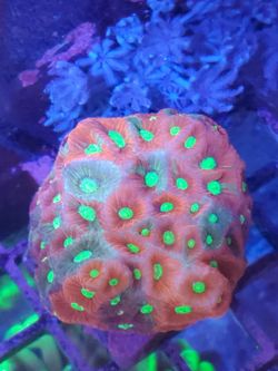 War coral