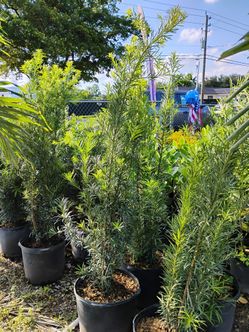 Podocarpus privacy hedges on sale now $19