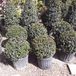 Topiary Small 