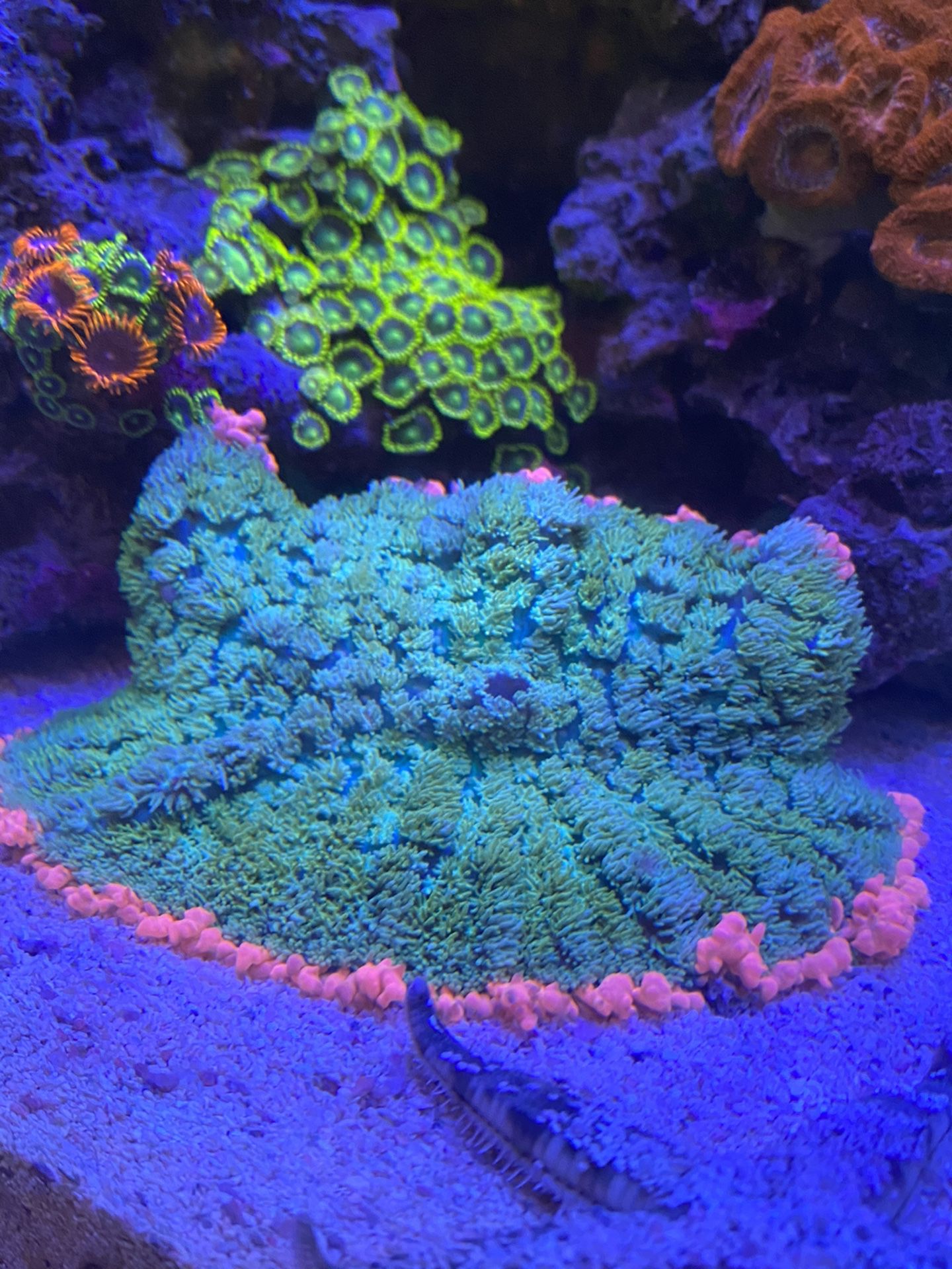 Frankenstein Bounce Mushroom Coral