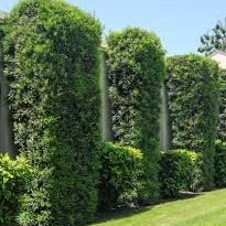 Podocarpus Plant In 7galfoe Fences