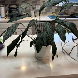 Healthy House Plant In White 7.5 Pot