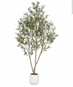Olive tree 7 ft