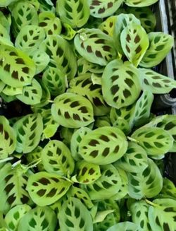 Maranta leuconeura 'Kerchoveana plants 🪴🌿🖤